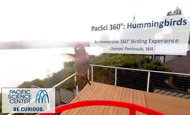 PacSci 360°: Hummingbirds